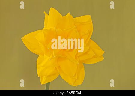 Double Narcissus "Golden Ducat" Stock Photo