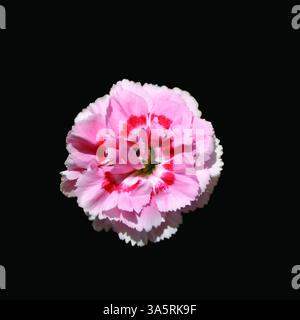 Single Pink Carnation Flower Head against black background.  Dianthus Caryophyllus, Boutonniere. Stock Photo