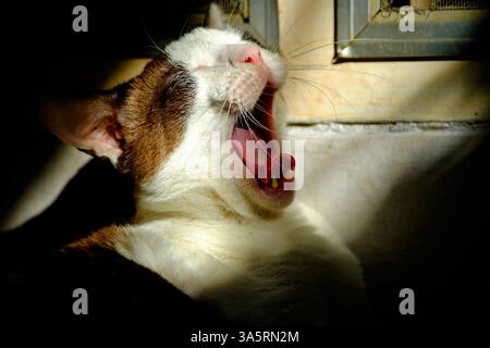 A cute brown and white cat yawning with its eyes closed while basking in the sunlight. A perfect capture of a sleepy feline moment Stock Photo
