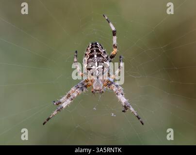 European Garden Spider, Orb Weaver, Araneus diadematus, adult on web Stock Photo