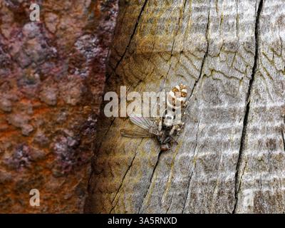 Zebra jumping Spider with prey Stock Photo
