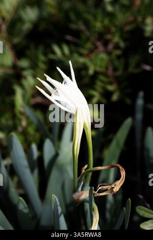 single white flower of Sea daffodil (Pancratium maritimum)  isolated on a natural background Stock Photo