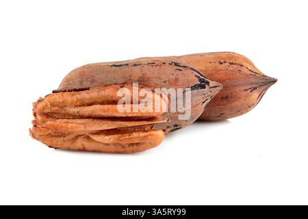 Three pecan nuts isolated on a white background Stock Photo