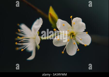 Delicate White Spring Blossoms in Macro Detail Stock Photo