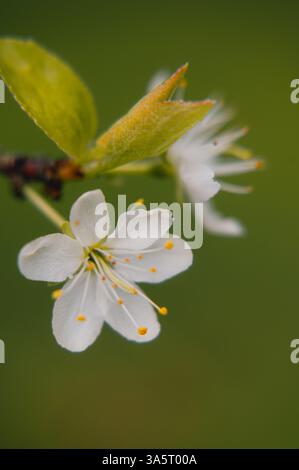 Delicate White Spring Blossoms in Macro Detail Stock Photo
