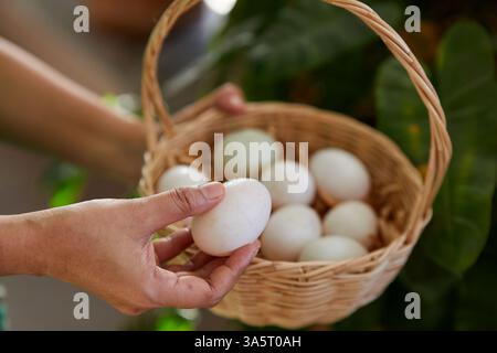 Cropped hand holding duck eggs in wicker basket Stock Photo