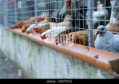 Barkyard Brahma Chickens in coop feeding on DIY feeder Stock Photo