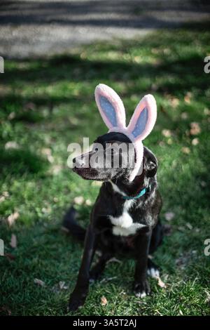Cute pet dog wearing Easter bunny ears Stock Photo