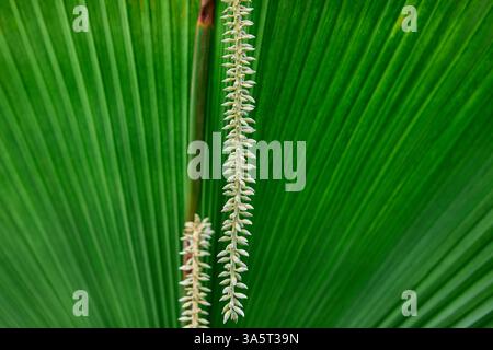 Bunch of fan palm flower hanging on fan palm leaf background Stock Photo