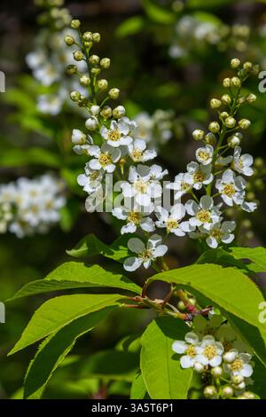Selective focus photo. Bird cherry tree , Prunus padus blooming. Stock Photo