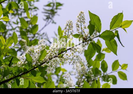 Selective focus photo. Bird cherry tree , Prunus padus blooming. Stock Photo