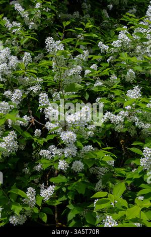 Selective focus photo. Bird cherry tree , Prunus padus blooming. Stock Photo