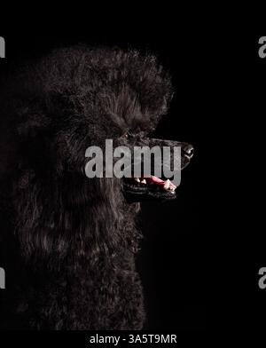 Standart black poodle standing on white backgraund Stock Photo - Alamy