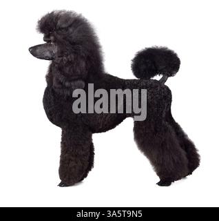 Standart black poodle standing on white backgraund Stock Photo - Alamy