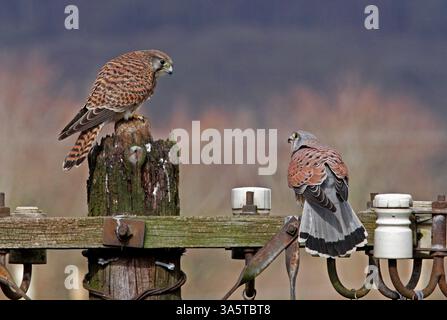 KESTREL pair, UK. Stock Photo