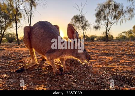 Close up of Kangaroo, Alice Springs, Northern Territory, Australia Stock Photo