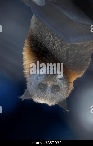 Bats are the only mammals that can fly. Instead of arms or hands, they