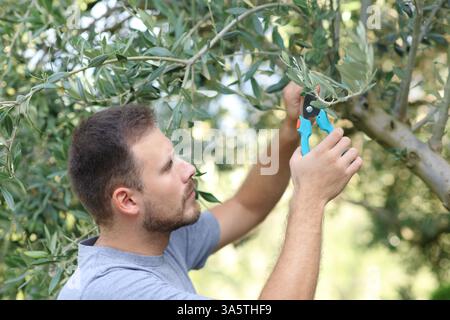 Serious man pruning tree in a garden Stock Photo