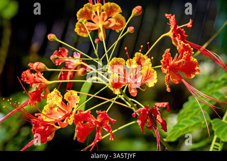 A blooming peacock flower in Sri Lanka Stock Photo