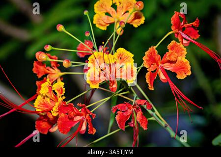 A blooming peacock flower in Sri Lanka Stock Photo