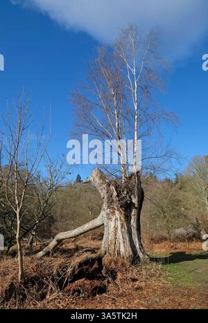 silver birch trees growing out of old dead tree trunk, felbrigg woods, north norfolk, england Stock Photo