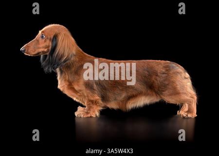 Adorable  longhaired brown dachshund standing on black background Stock Photo
