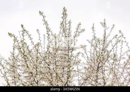 Cherry tree branches in full bloom. White cherry flowers on a cherry tree branch on a cloudy day. Stock Photo