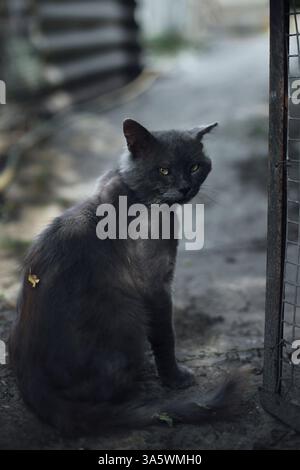 Sad Grey homeless Stray Cat Sitting on the Street, Feral Homeless Cat Looking at Camera,view from the side. Stock Photo