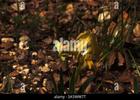 A yellow butterfly on a wild Iris in the Alta Murgia Park in Apulia, Italy, during spring time Stock Photo