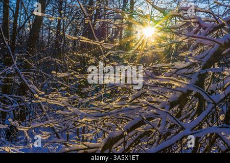 Winter sun shining through snowy branches Stock Photo