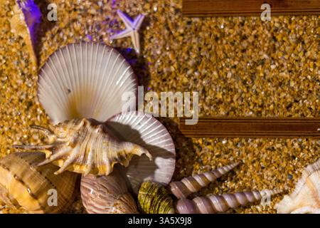 Seashells and starfish on golden sand, perfect for a beach themed decor Stock Photo