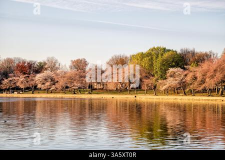 Cherry Blossoms at the Tidal Basin in Washington DC | WASHINGTON D.C., United States — Cherry trees in full bloom line the Tidal Basin's shoreline in soft early-morning light, their pink canopy reflected in the still water. Descended from a 1912 gift of Japanese flowering cherries, these Yoshino trees ring the basin and anchor the National Cherry Blossom Festival held here each spring. Stock Photo
