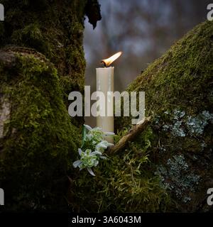 A white candle on a mossy tree. Stock Photo
