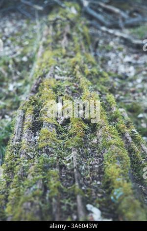 Moss growing on dead fallen trees in a forest Stock Photo