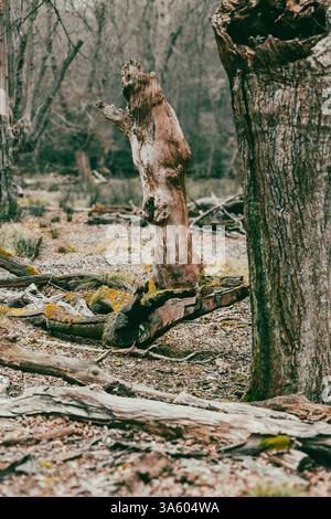 Dead tree stumps stand decaying in an old forest Stock Photo