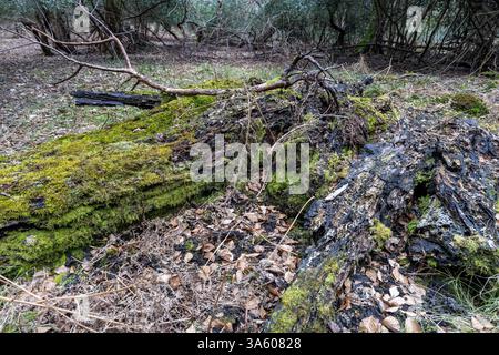 Moss growing on dead fallen trees in a forest Stock Photo