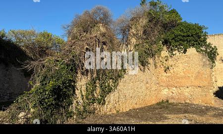 Ancient stone wall, partially crumbled and covered in thick ivy and dry branches, set against a bright blue sky. Stock Photo