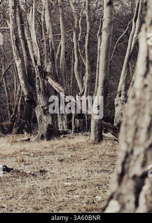 Tress in an old English forest Stock Photo