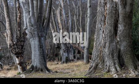Old English trees in a forest scene Stock Photo