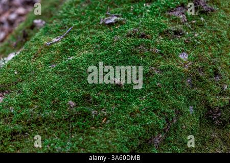 Moss growing on dead fallen trees in a forest Stock Photo