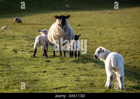 A close up of a ewe and lambs in rural Sussex, with selective focus Stock Photo