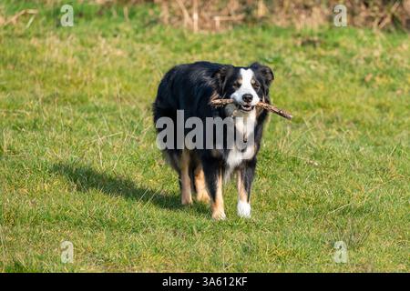 Border Collie dog outdoors in spring sunshine. Stock Photo