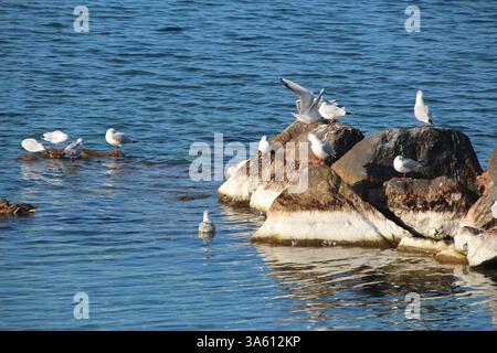 Seagulls and ducks relaxing on a stone Stock Photo