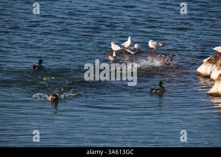 Seagulls and ducks relaxing on a stone Stock Photo