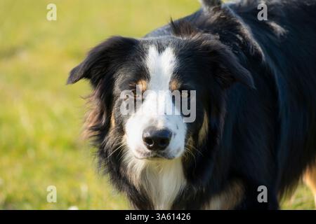Border Collie dog outdoors in spring sunshine. Stock Photo
