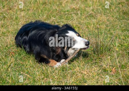 Border Collie dog outdoors in spring sunshine. Stock Photo