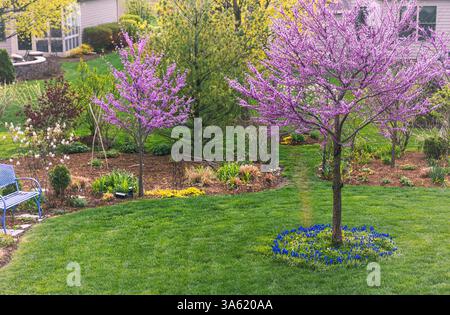 Two beautiful Eastern Redbuds, Cercis canadensis, in full springtime bloom put on a showy display in A Chicago suburb. Encircled with grape hyacinths. Stock Photo