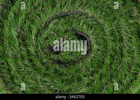 Rolled Artificial Grass Turf Texture Stock Photo