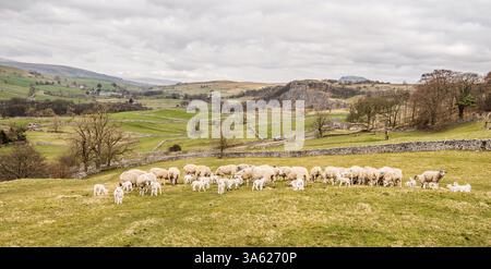 Sheep feeding (both ewes and lambs) in fabulous,.scenic limestone country near Settle in North Yorkshire. Stock Photo