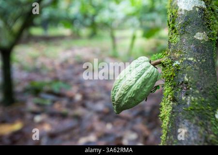 A green Cacao pod on a treee Stock Photo